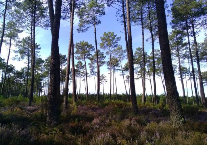Exploitation forestière Landes