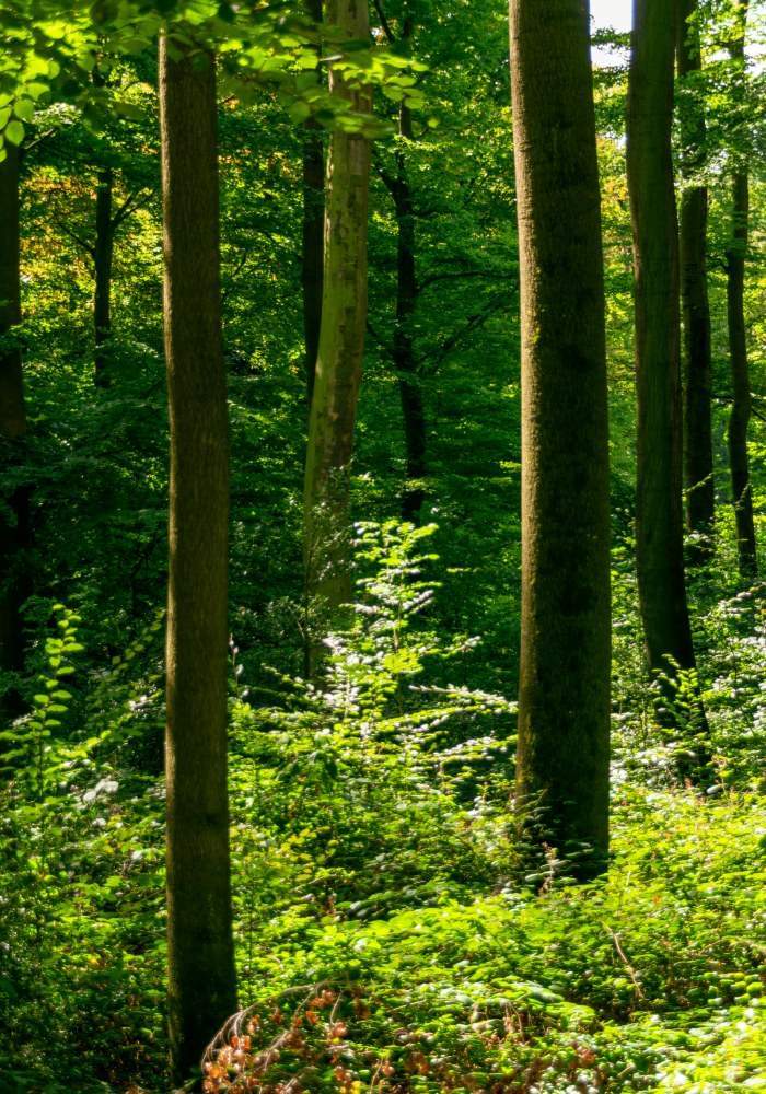 Forêt à entretenir Landes