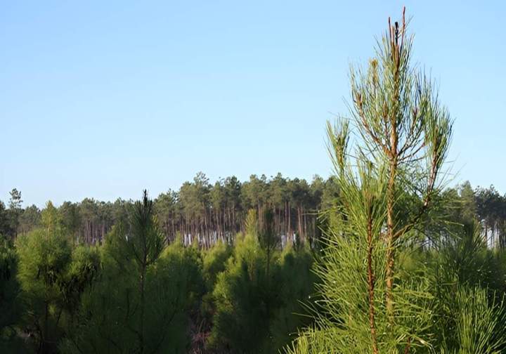 Sapin en développement Landes