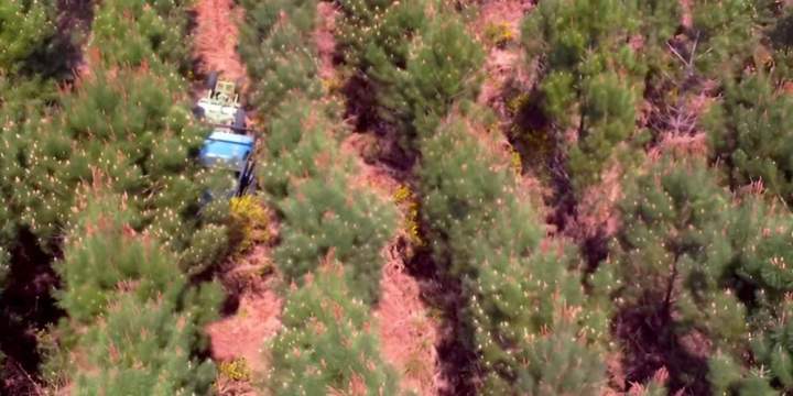 Entretien de forêt Landes