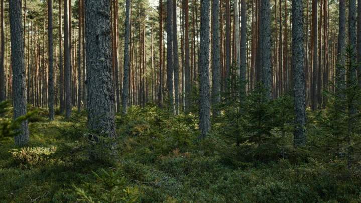 Forêt en pleine croissance Landes