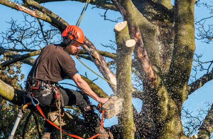 Entretien de forêt, Labouheyre